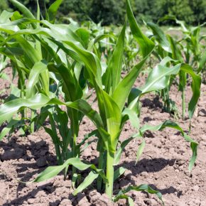 Гербицидная защита кукурузы