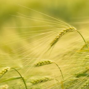 Выращивание ярового ячменя: значение биопрепаратов, микроудобрений и регуляторов роста