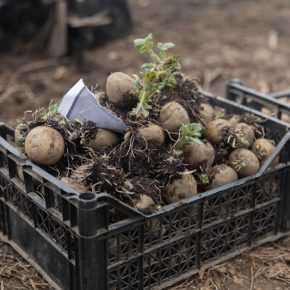 Украинская армия может остаться без картофеля