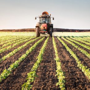 Свидетельное пространство для весенних культур в начале роста