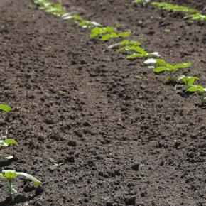 Подсолнух и кукуруза без конкурентов Подсолнух и кукуруза без конкурентов