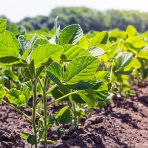 Alfa Smart Agro Trading Unit подтвердил сертификацию ISCC