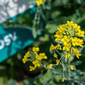 На третий год подряд бренд SCS # 1 на рынке зимних рапсов Украины На третий год подряд бренд SCS # 1 на рынке зимних рапсов Украины