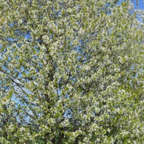 Из -за мороза аграрные из Николаева сообщают о потере урожая фруктов.