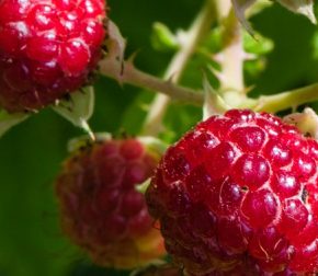 Эксперты прогнозируют хорошие перспективы для малинового бизнеса в Украине Эксперты прогнозируют хорошие перспективы для малинового бизнеса в Украине