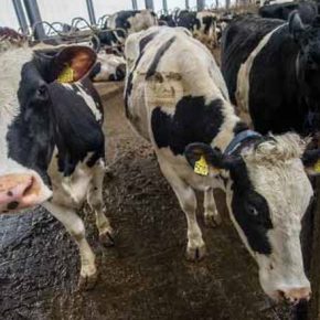 Экспорт живого скота за 1 -й квартал достиг 10,5 миллионов долларов