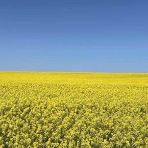 Как защитить рапса после апреля Фроста: Эксперт Совет