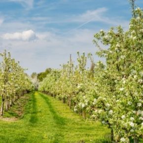 Кабинет министров изменил порядок грантов на сады и теплицы