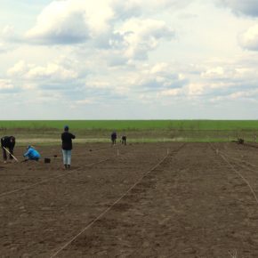 В регионе Миколаи, лесные полосы восстанавливаются
