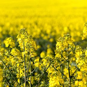 Надежная борьба с вредителями во время цветения