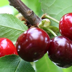 Первая вишня уже находится в супермаркетах Узбекистана за 322 грн. Первая вишня уже находится в супермаркетах Узбекистана за 322 грн.