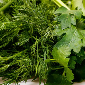 Петрушка - это «энергетический вампир» для соседних растений: как это вредит. Петрушка - это «энергетический вампир» для соседних растений: как это вредит.