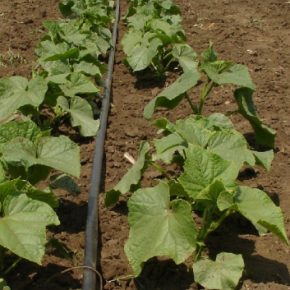 & quot; Сделать огурцы много