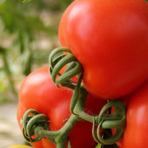 Три лучших сорта помидоров Три лучших сорта помидоров