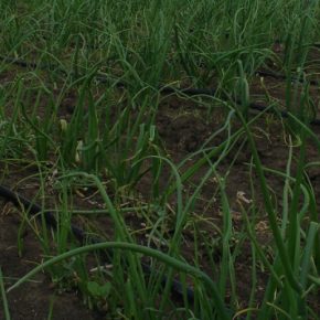 Украинцам сообщили причину снижения доходности лука