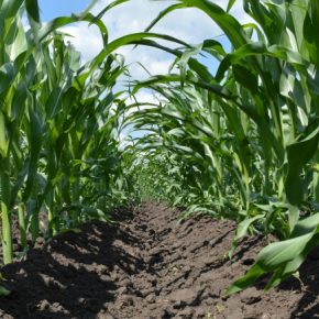 Узкие ряды в кукурузе: новая тенденция в США или рискованный эксперимент? Узкие ряды в кукурузе: новая тенденция в США или рискованный эксперимент?