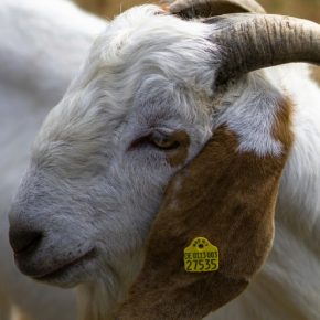 Станет ли коза популярным среди украинцев