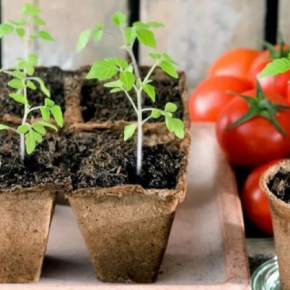 Что питать саженцы томатов Что питать саженцы томатов