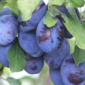 Почему слива не производит фрукты Почему слива не производит фрукты