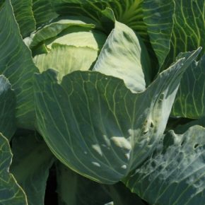 Ранние цены на капусту растет