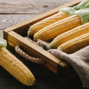 Геном кукурузы расшифровался: что это значит для ученых и фермеров