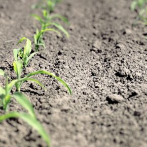 Решение гербицидов для рискованного сезона