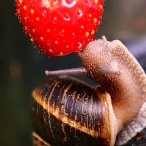 Как избавиться от улиток: советы экспертов Как избавиться от улиток: советы экспертов