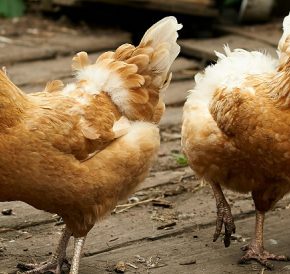 Как предотвратить аспергиллез у птиц: методы и меры Как предотвратить аспергиллез у птиц: методы и меры