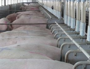 Как диета свиньи зависит от их места продажи