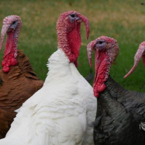 Как обеспечить здоровый рост индюков
