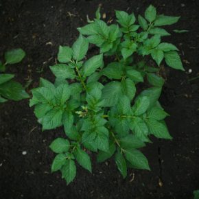 Как защитить картофель от сорняков и получить высокий урожай Как защитить картофель от сорняков и получить высокий урожай