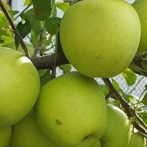 Какие яблоки всегда будут в цене - эксперт Какие яблоки всегда будут в цене - эксперт