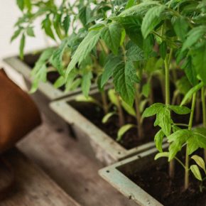 Когда сажать помидоры в открытой земле: секреты успешного урожая