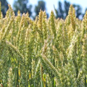 Минус 10% урожая из -за отсутствия осадков: экспертная оценка