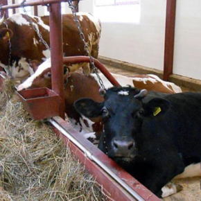 В Чернихиве была найдена лейкемия у крупного рогатого скота