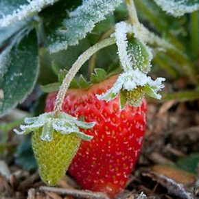 Украинская клубника в настоящее время преобладает рынок LVIV на рынке LVIV