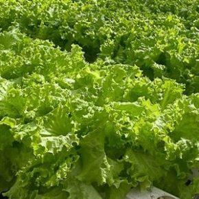 Сбор урожая: ученые нашли решения из ультрафиолетовых лучей. Сбор урожая: ученые нашли решения из ультрафиолетовых лучей.