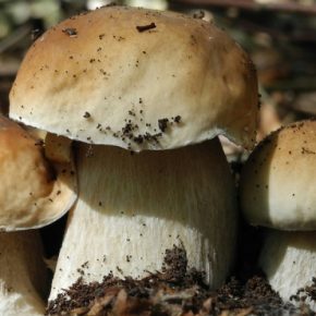 Новый сезон грибов уже начался в Украине