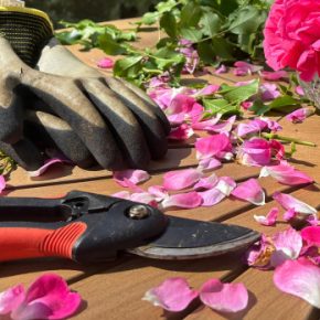 Обрезка деревьев в мае: как поступить правильно