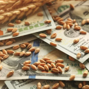 Обновленные цены на зерно и масличное семени