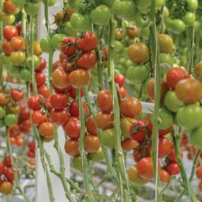 Несмотря на высокую прибыльность аграрных, не увеличивает область под овощами Несмотря на высокую прибыльность аграрных, не увеличивает область под овощами