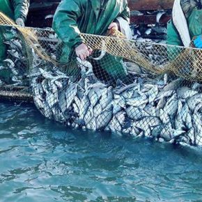 Промышленная рыбалка в водохранилищах Украины достигла почти 1,3 тысячи тонн