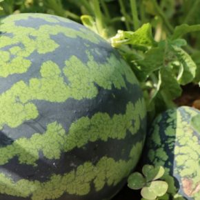 Стало известно, какие арбузы лучше всего посадить в Украине Стало известно, какие арбузы лучше всего посадить в Украине