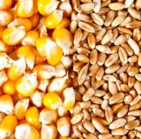 Мировые цены на пшеницу и кукурузу снижаются