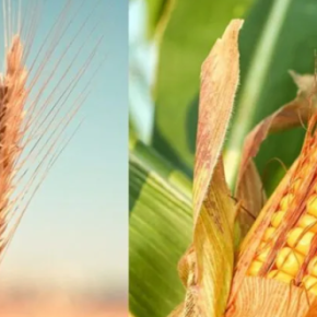 Украинский экспорт зерна и кукурузы: цены падают, объемы уменьшаются