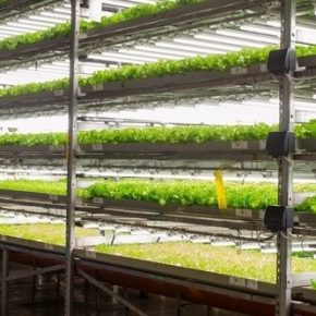 Вертикальное сельское хозяйство вместо импорта овощей Вертикальное сельское хозяйство вместо импорта овощей