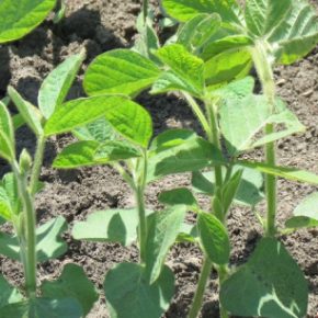 Обнаружение соевой угольной гнили на ранних стадиях Обнаружение соевой угольной гнили на ранних стадиях