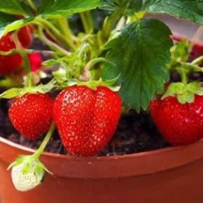 Собирать фрукты и ягоды в горшках Собирать фрукты и ягоды в горшках