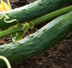 Культура огурца в месяц Культура огурца в месяц
