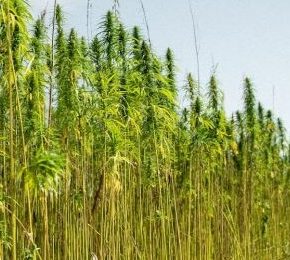 С 2025 года выращивание технической конопли не регулируется государством - Висоцкий С 2025 года выращивание технической конопли не регулируется государством - Висоцкий